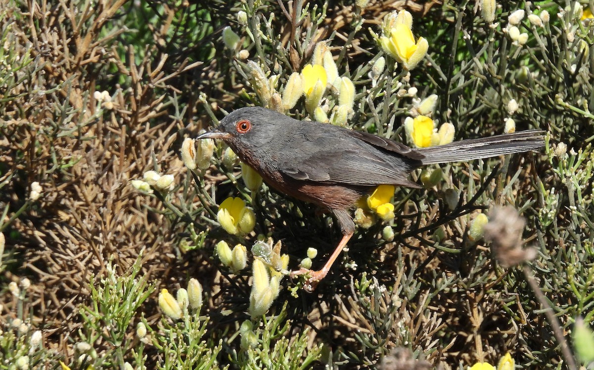 Dartford Warbler - ML550310961