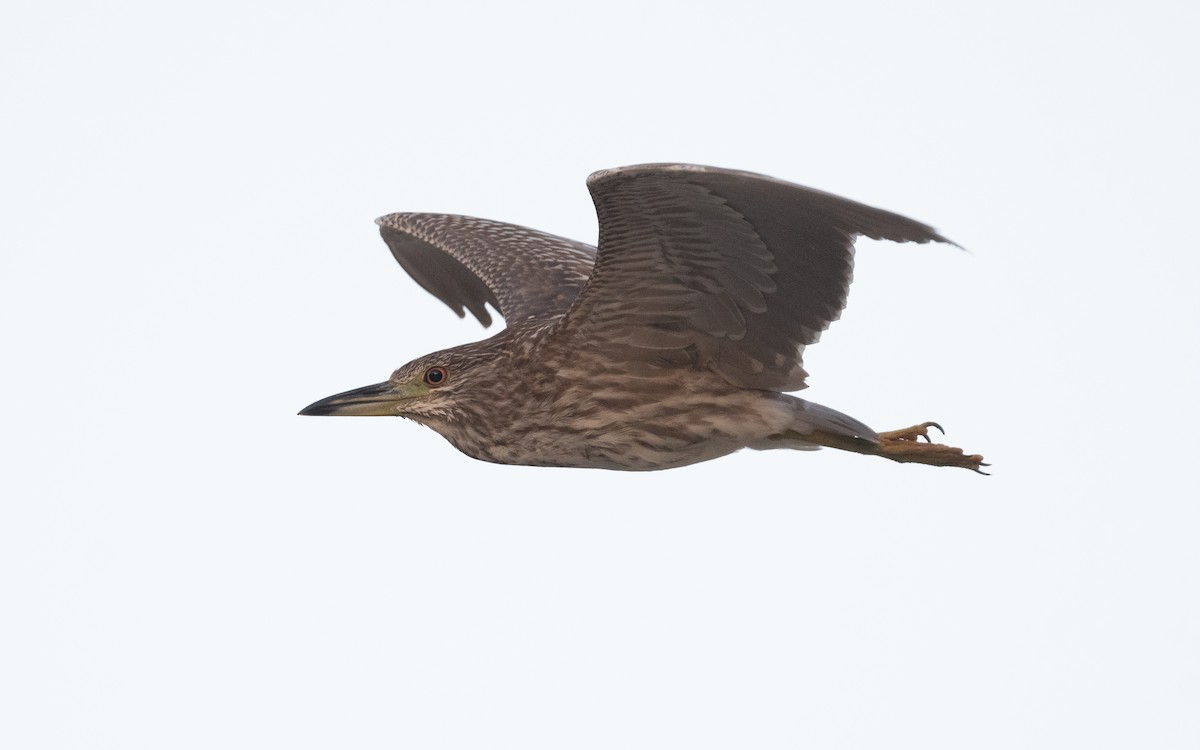 Black-crowned Night Heron - ML550311231