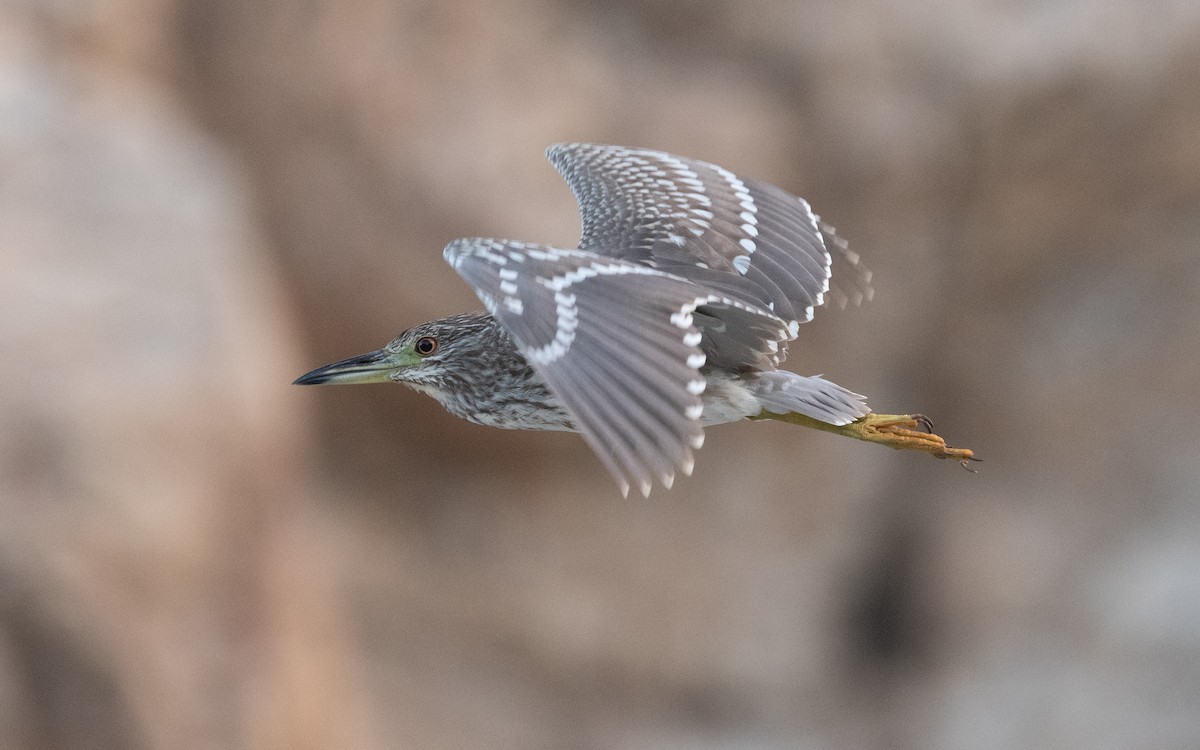 Black-crowned Night Heron - ML550311241