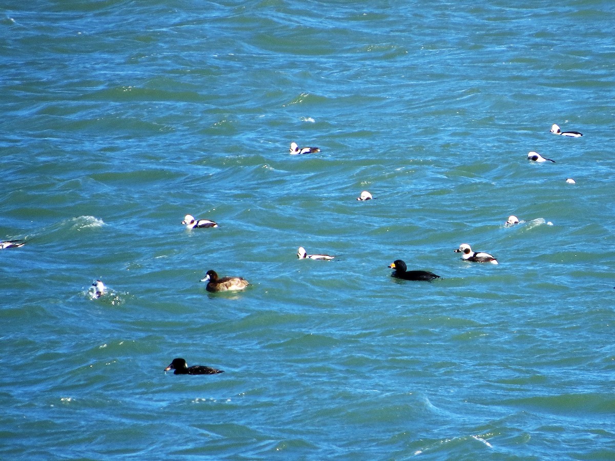 Black Scoter - Philip Nearing