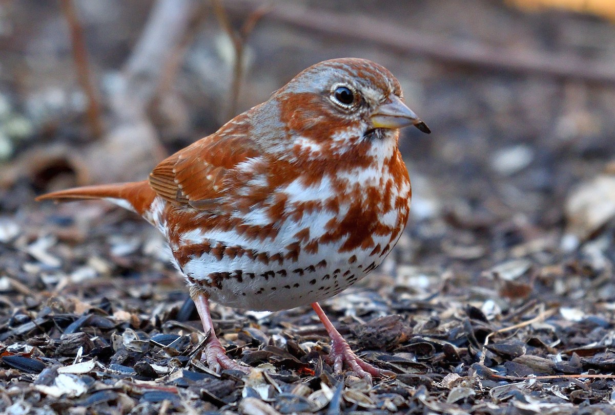 Fox Sparrow - ML550313551