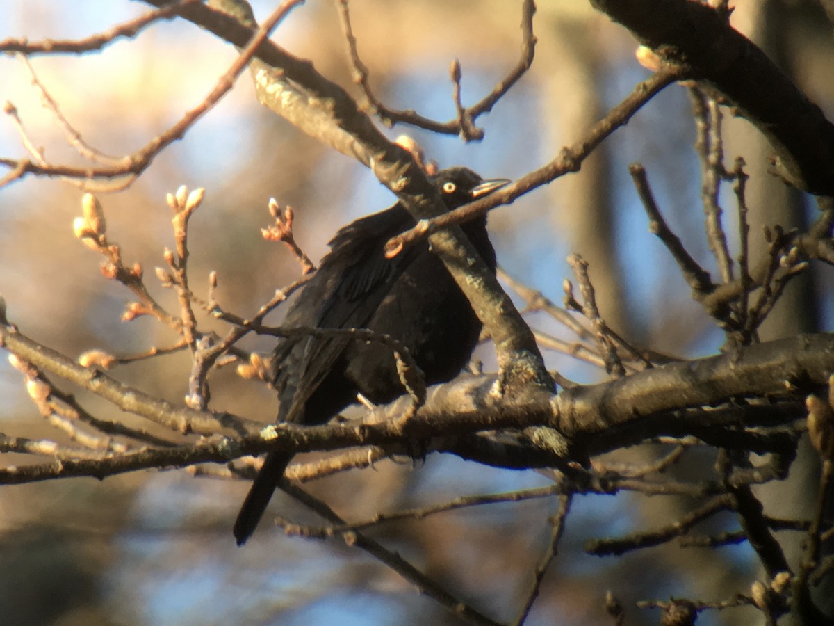 Rusty Blackbird - Larry Therrien