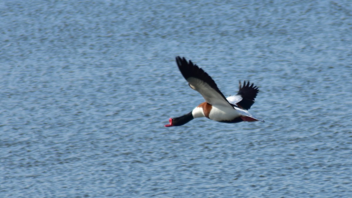 Common Shelduck - ML550320871