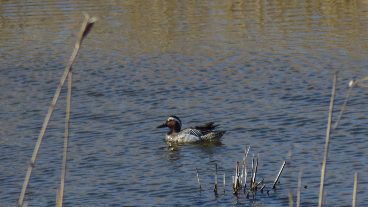 Garganey - ML550320961