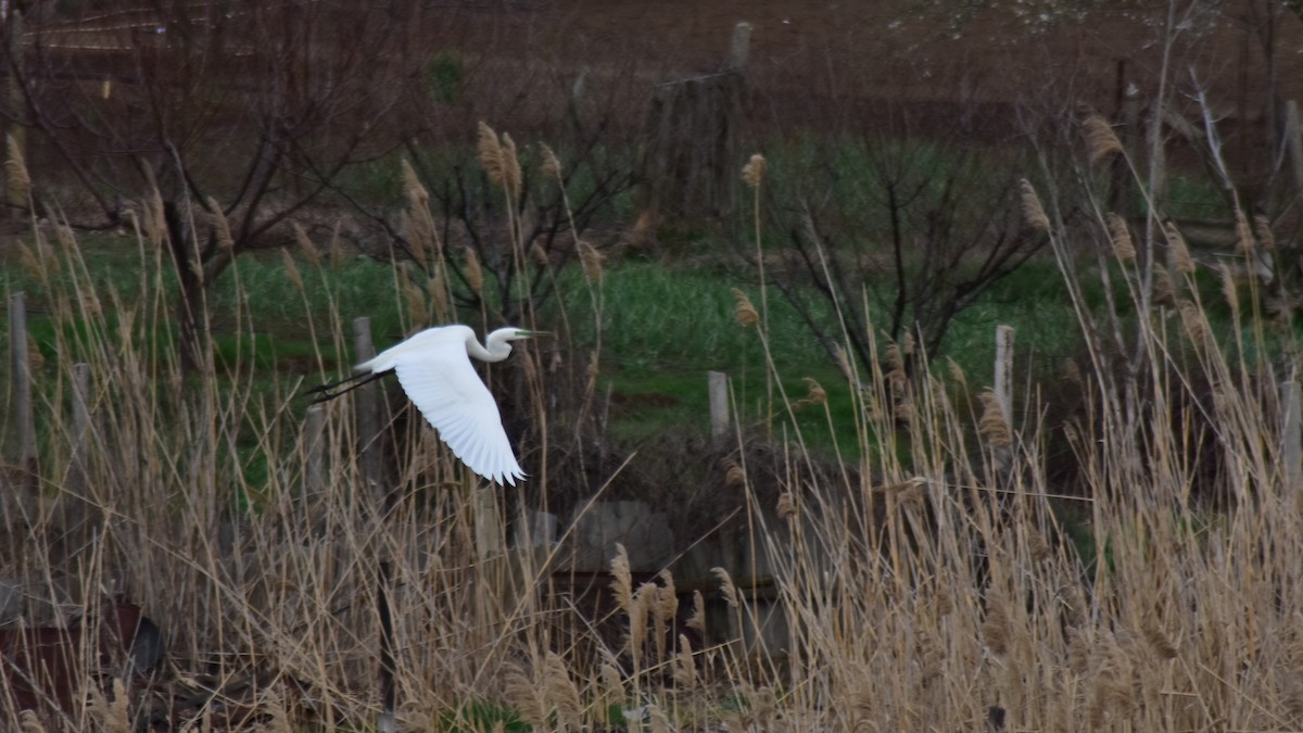 Great Egret - ML550321201