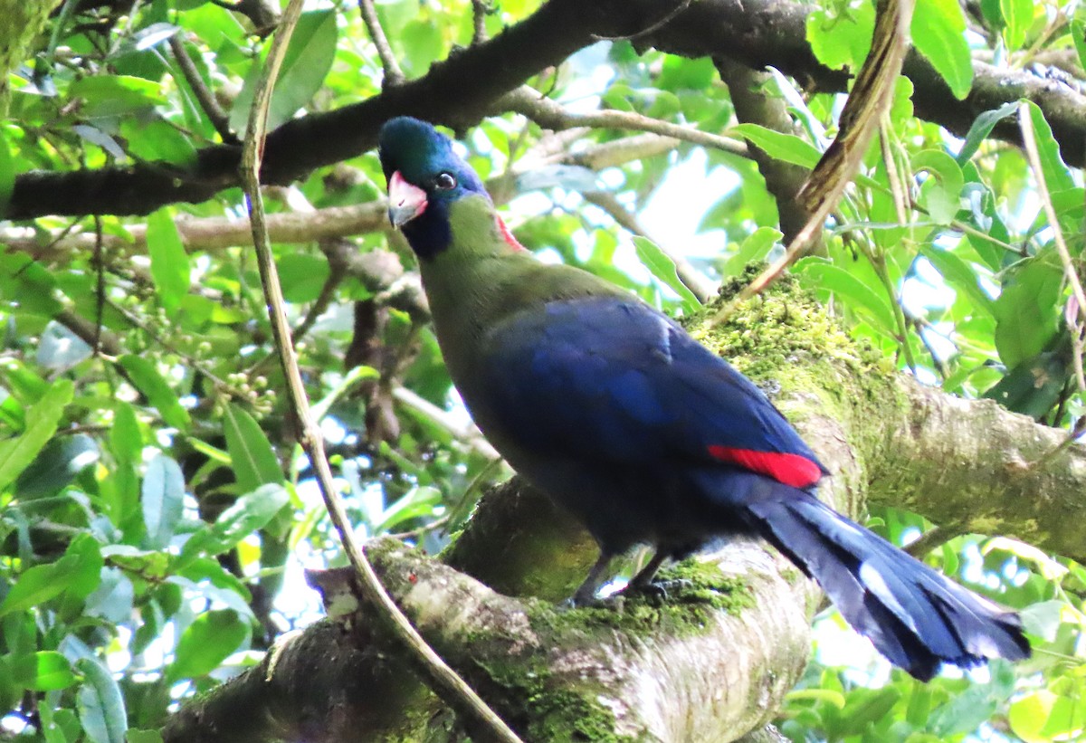 turako horský (ssp. kivuensis) - ML550321411