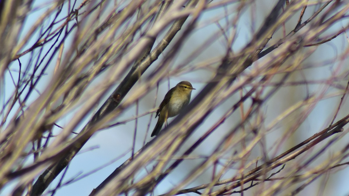 Common Chiffchaff - ML550321451