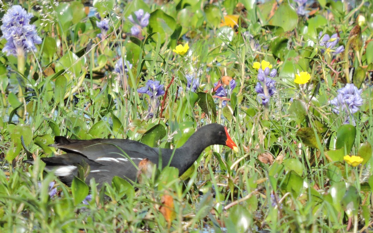 Common Gallinule - ML55032151