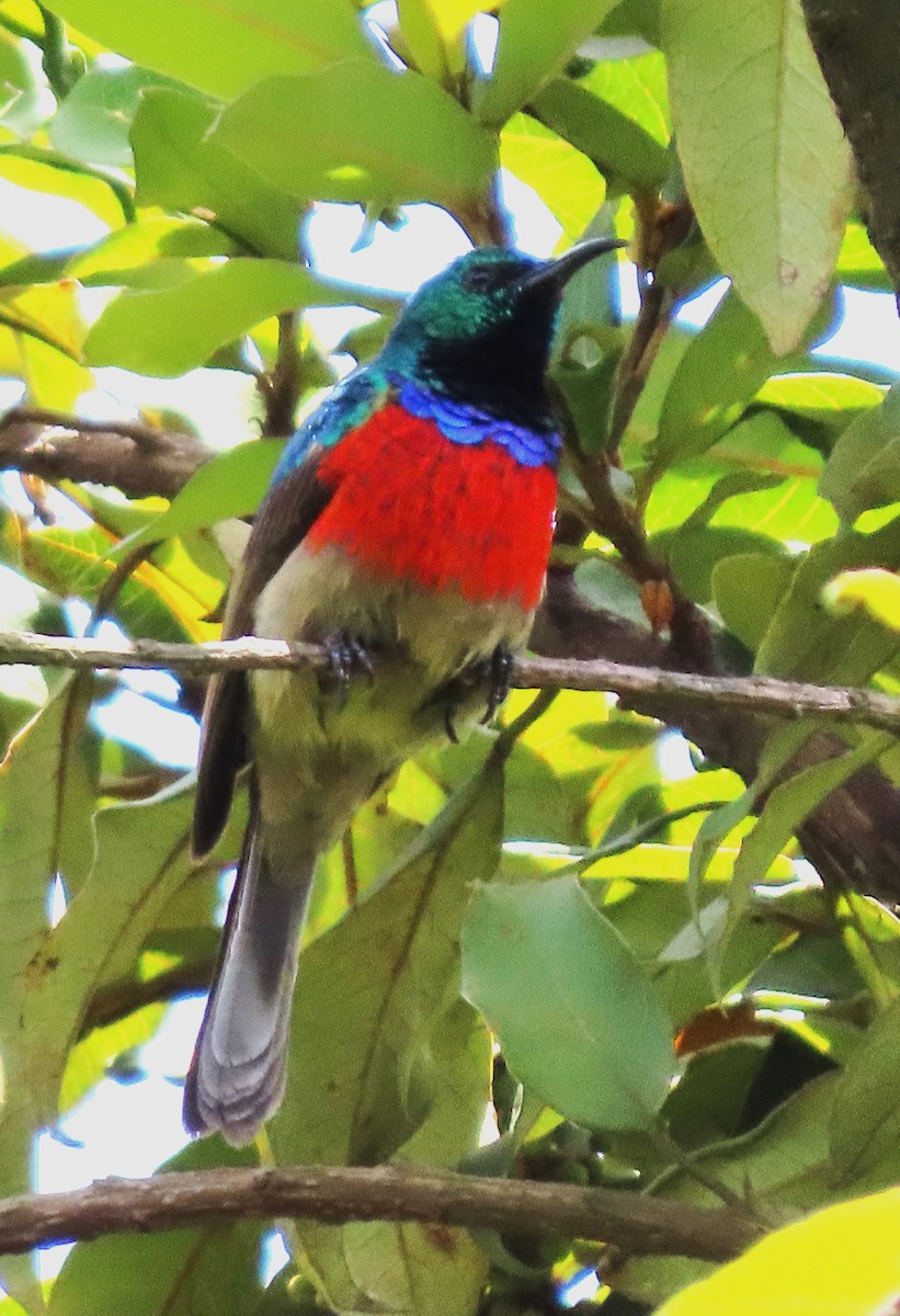 Stuhlmann's Sunbird - Rick Jacobsen