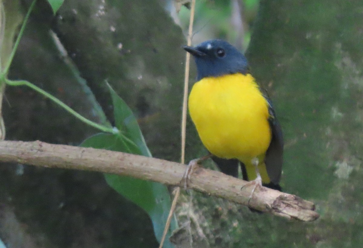 White-starred Robin - ML550322061