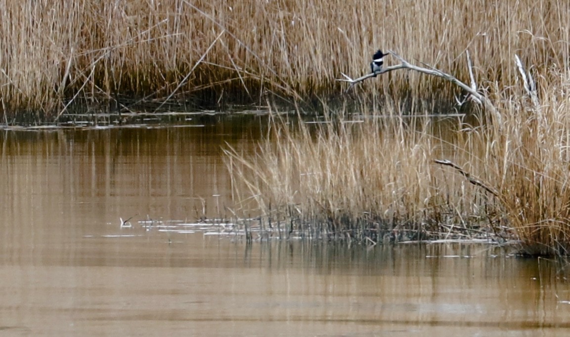Belted Kingfisher - ML550322291