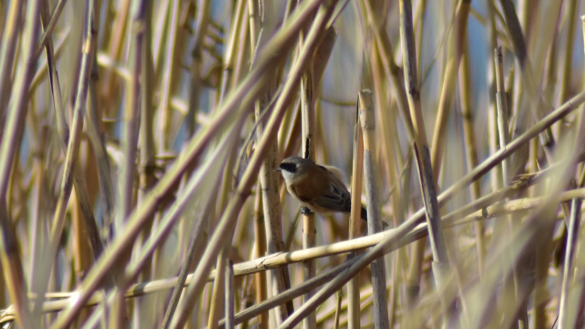 Eurasian Penduline-Tit - ML550322801