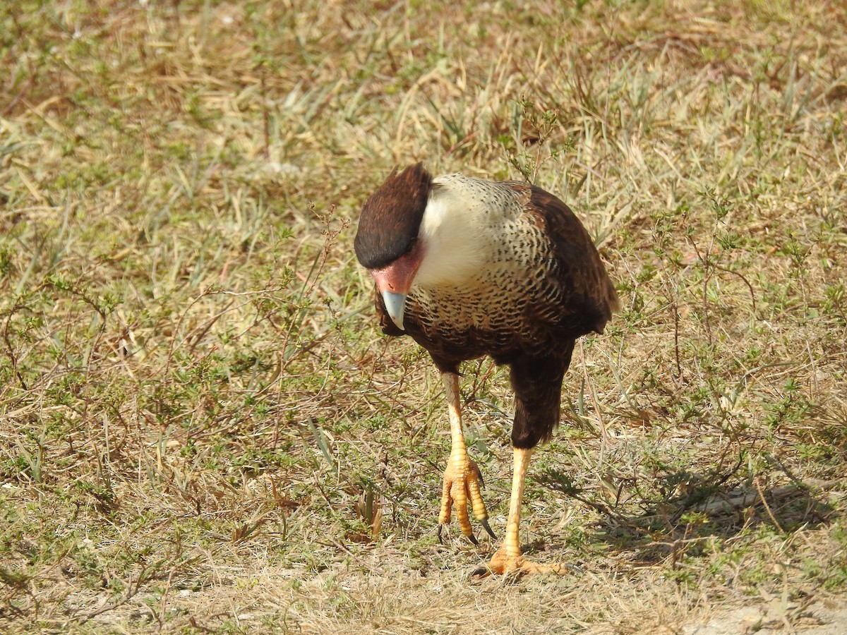 Crested Caracara - ML550325211