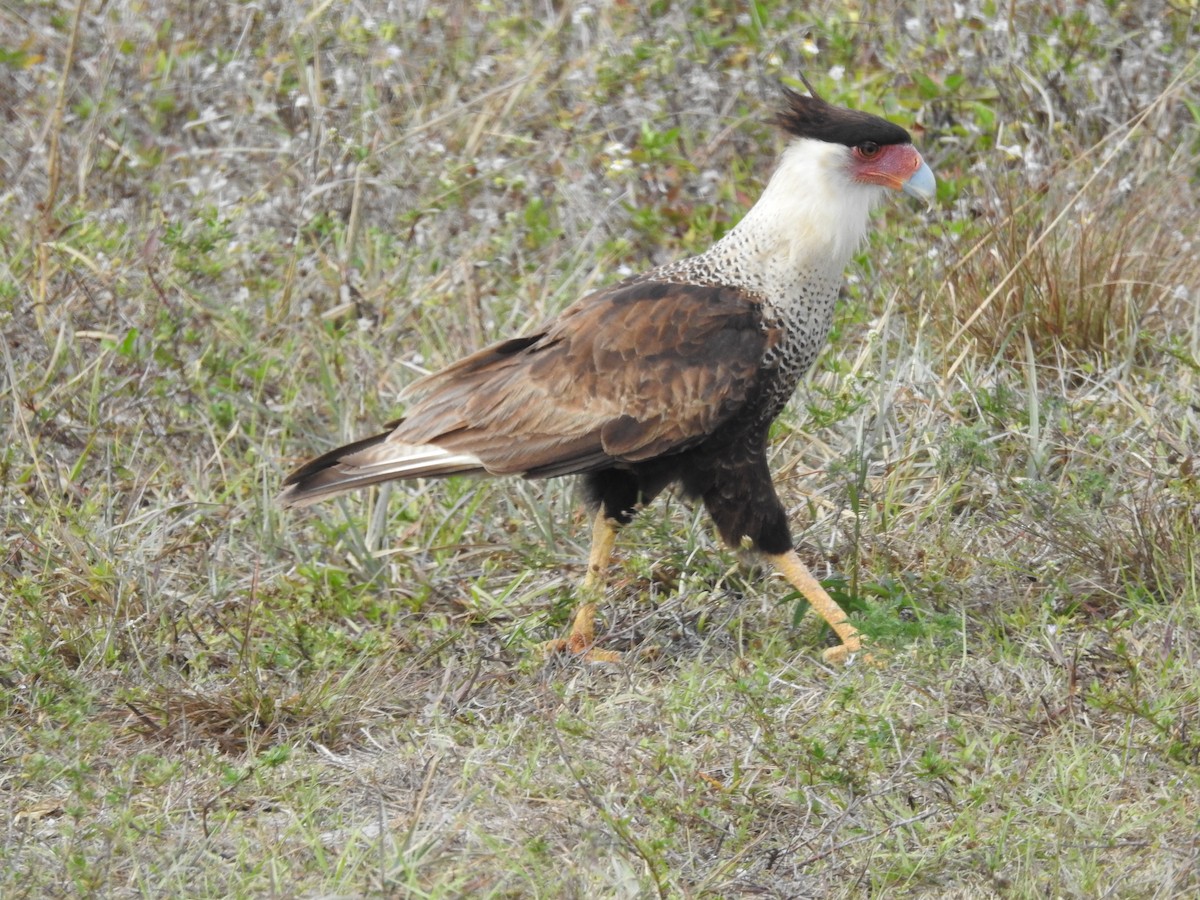 Caracara huppé - ML550325221