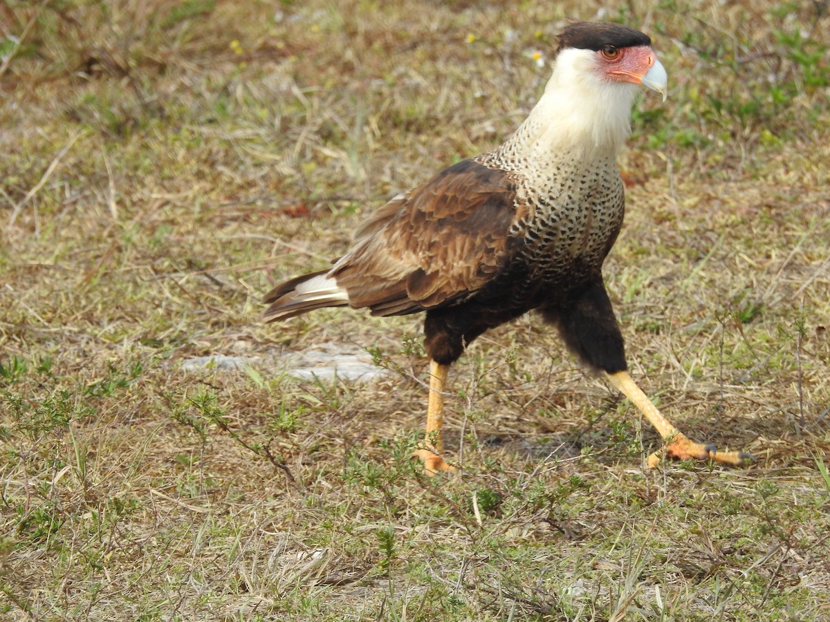 Crested Caracara - Rachel Stringham