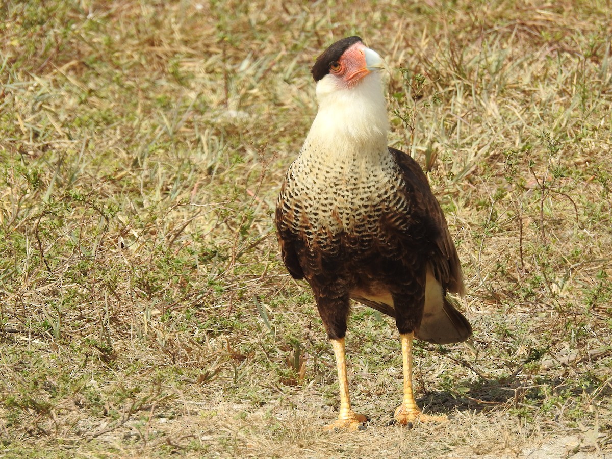 Caracara huppé - ML550325241