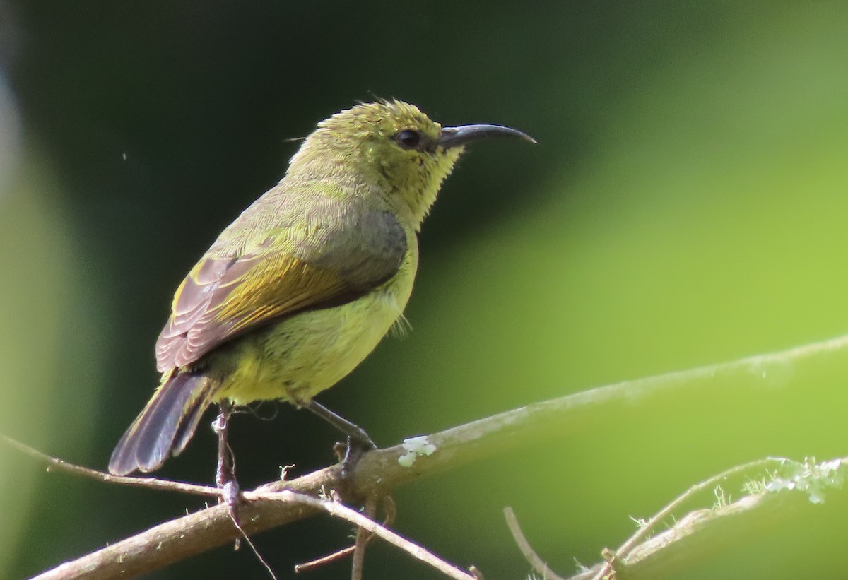 Stuhlmann's Sunbird - ML550326221