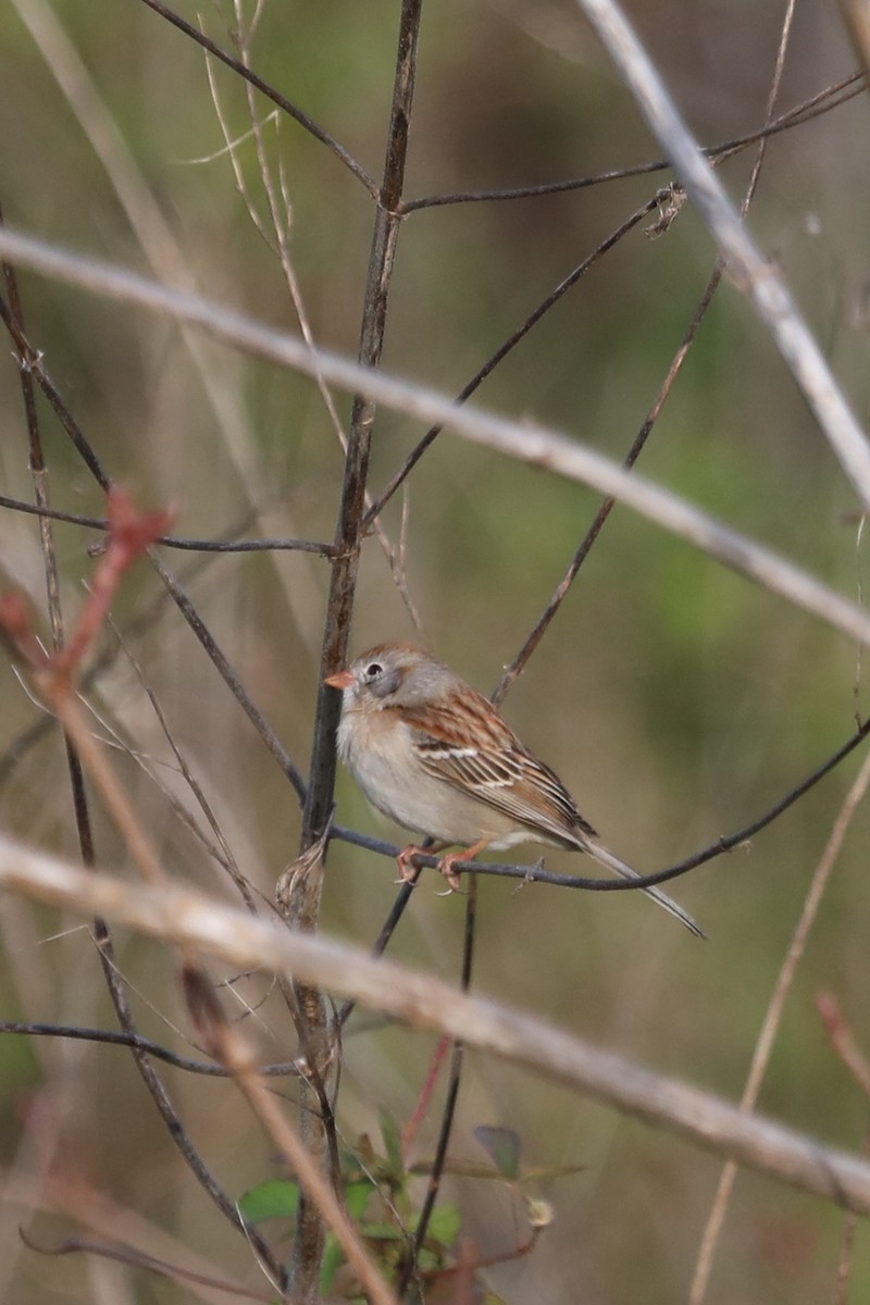 Field Sparrow - ML550326701