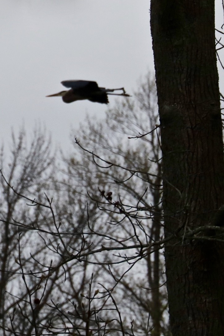 Great Blue Heron - ML550327251