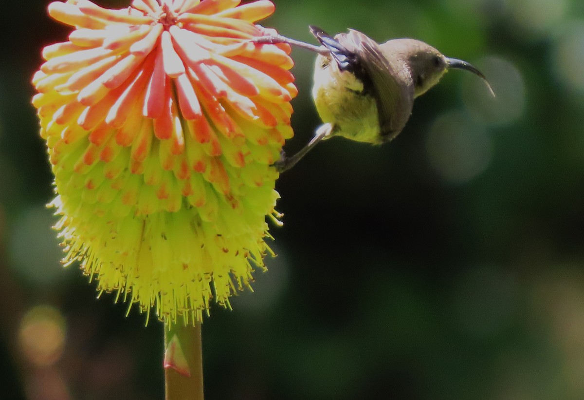 Variable Sunbird - Rick Jacobsen