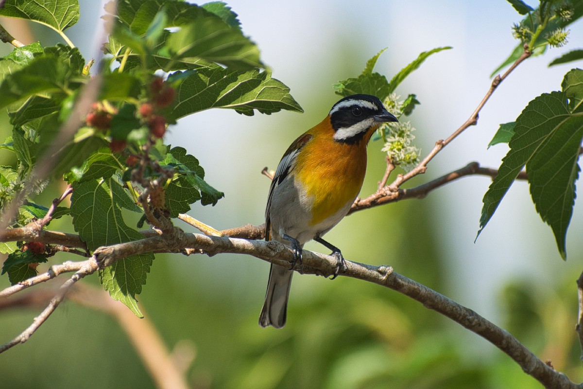 Western Spindalis - Paul Prappas