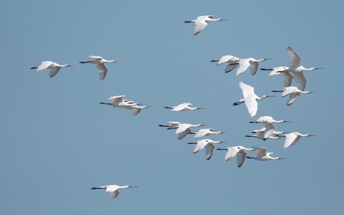 Eurasian Spoonbill - ML550329261
