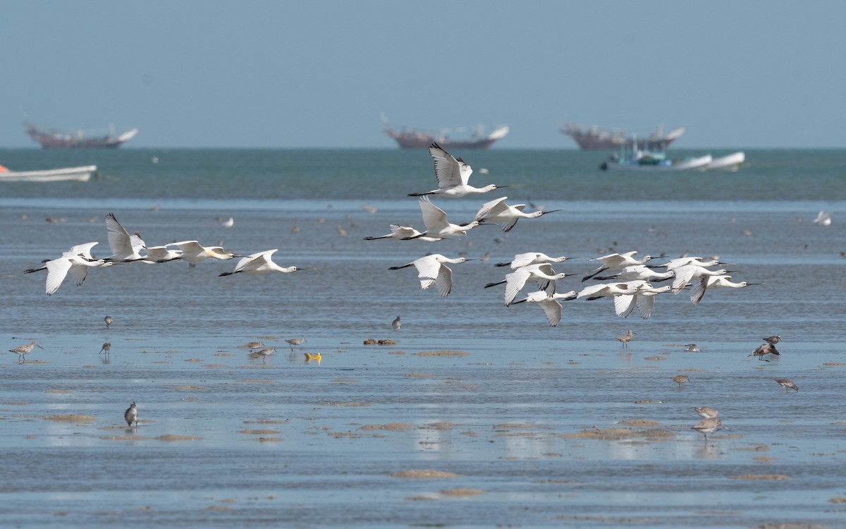 Eurasian Spoonbill - ML550329271