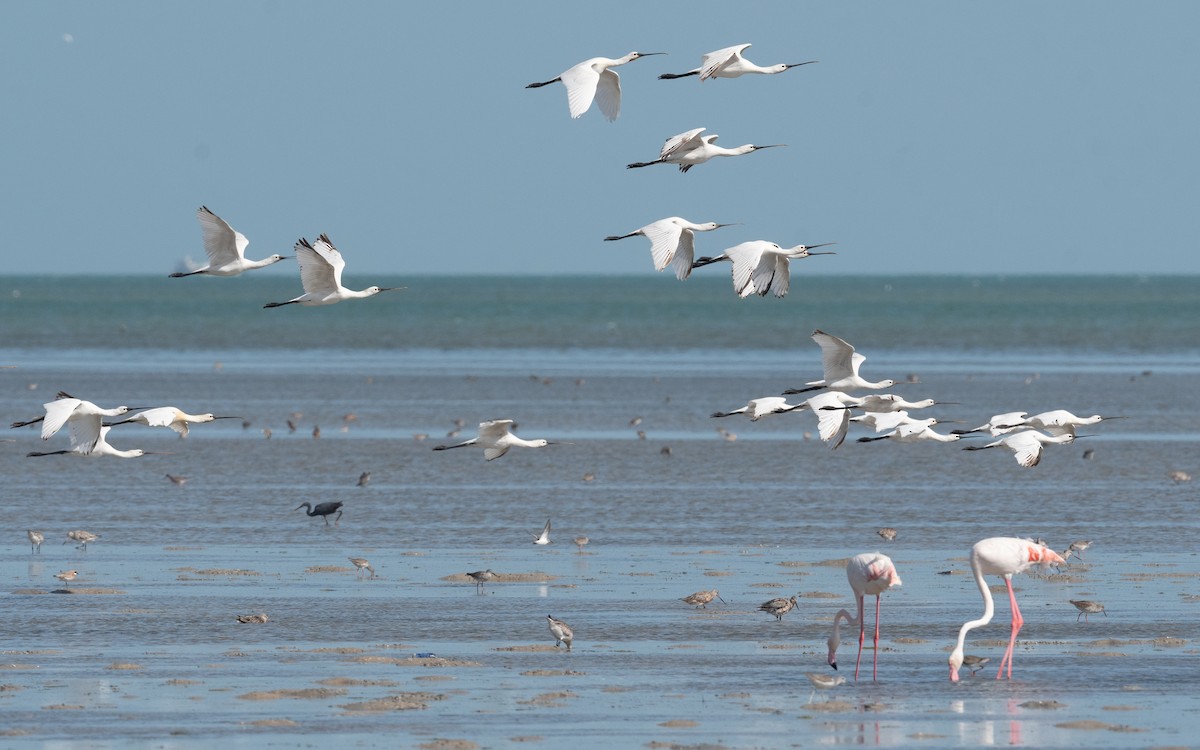 Eurasian Spoonbill - ML550329281