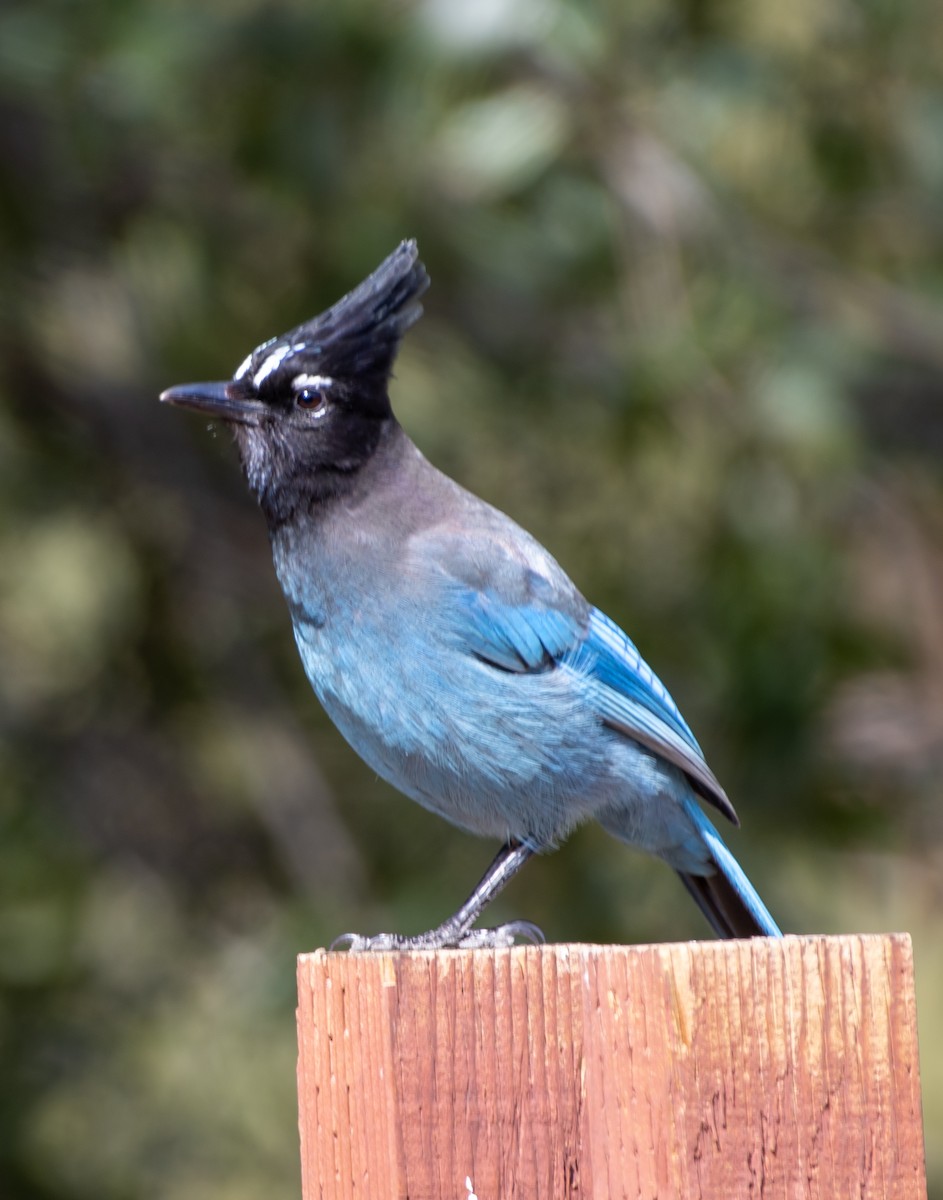 Steller's Jay - ML550329781