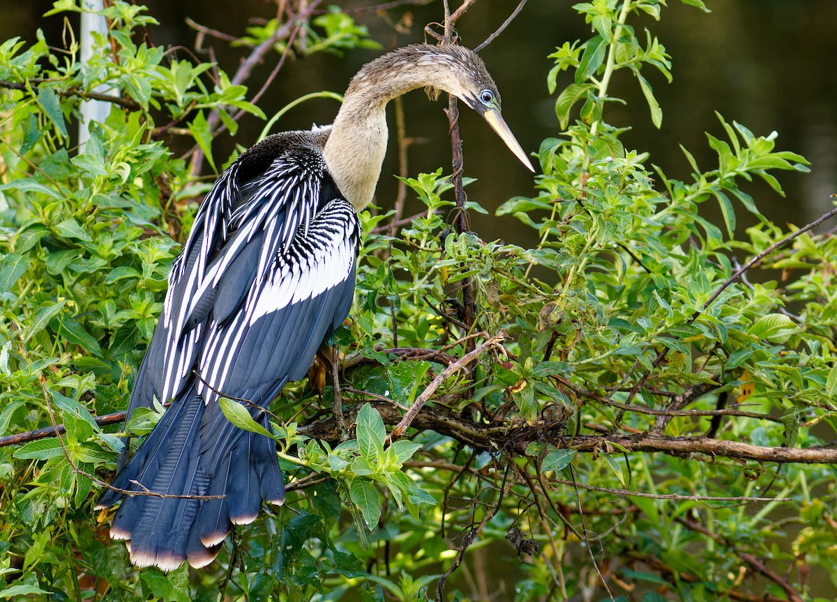 Anhinga - Bob Scheidt