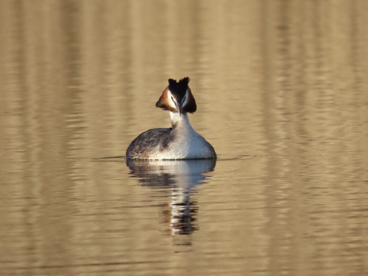 Great Crested Grebe - ML550331631