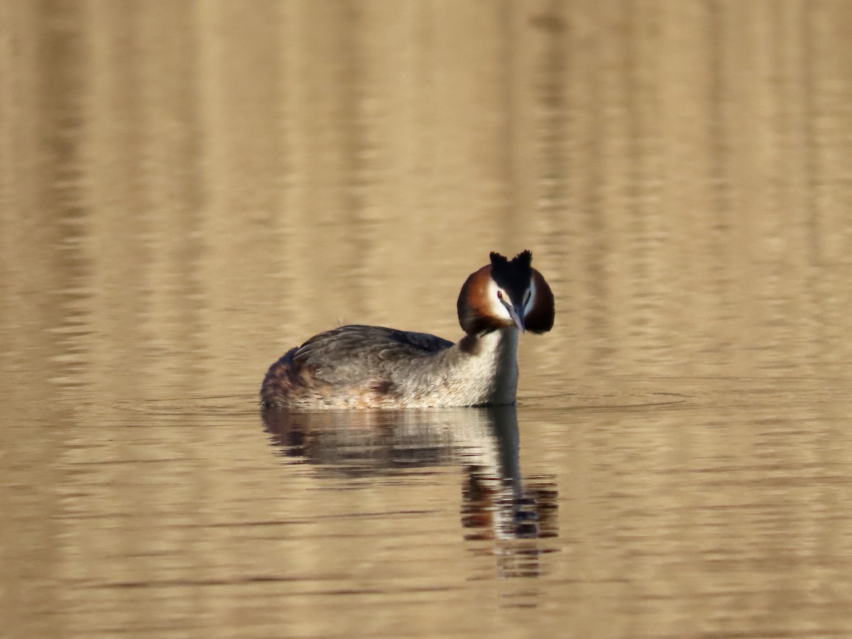 Great Crested Grebe - ML550331641