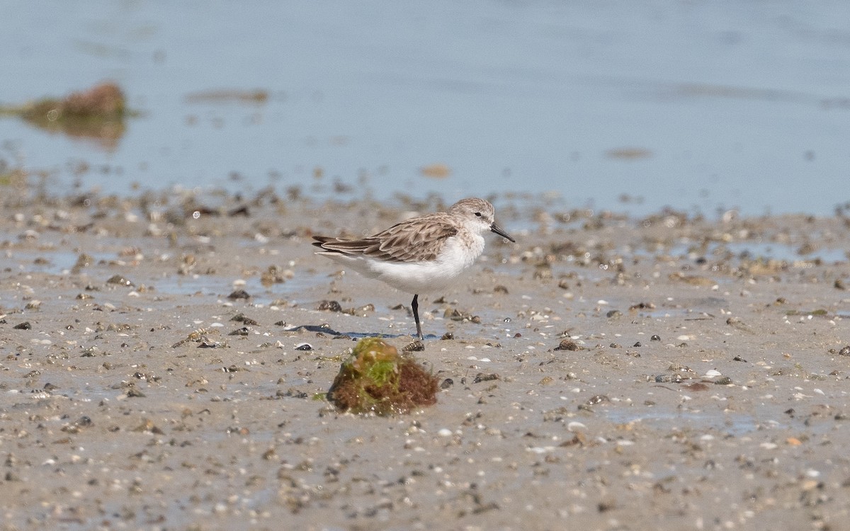 Little Stint - ML550331691