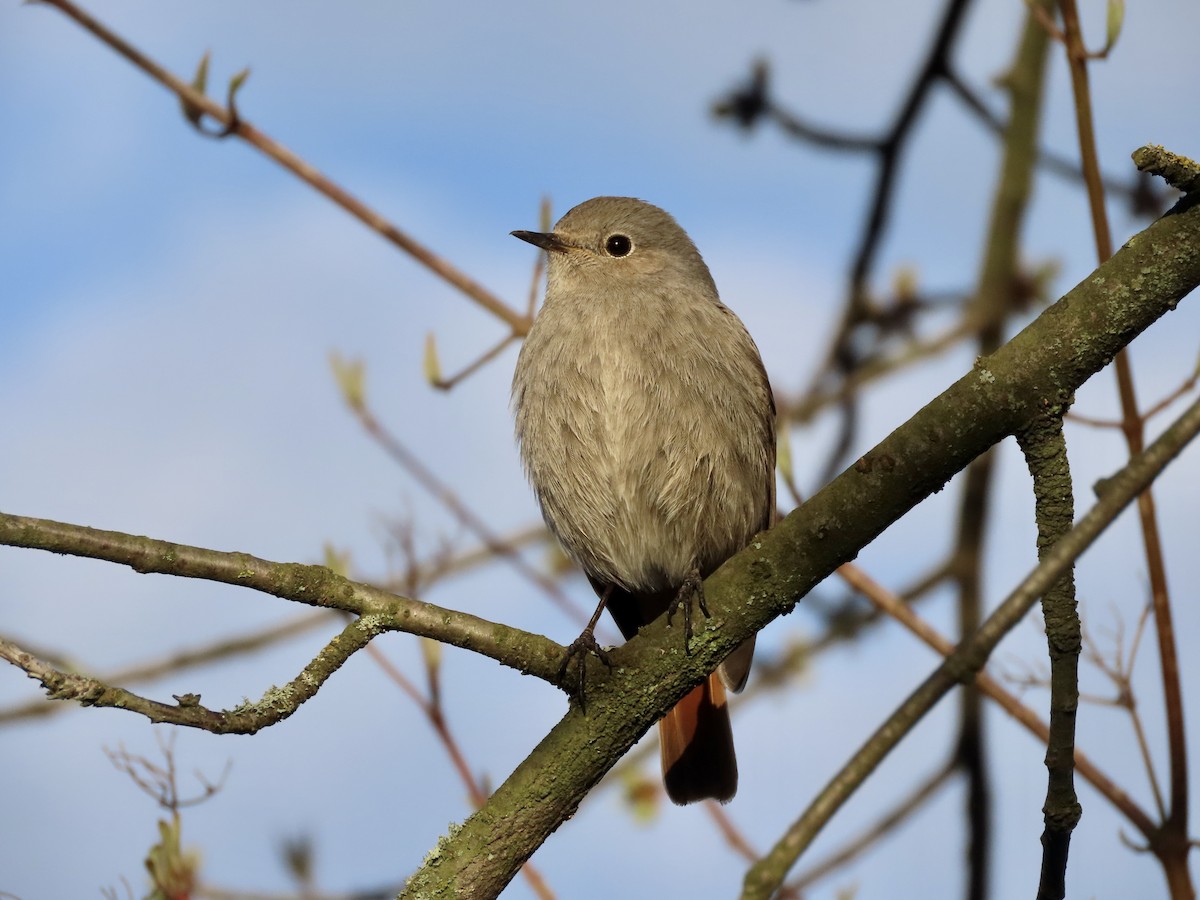 Black Redstart - ML550331871