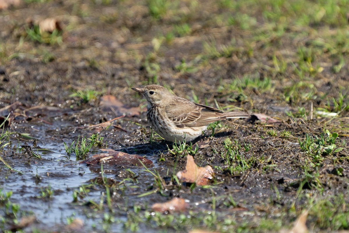 American Pipit - James Ancona