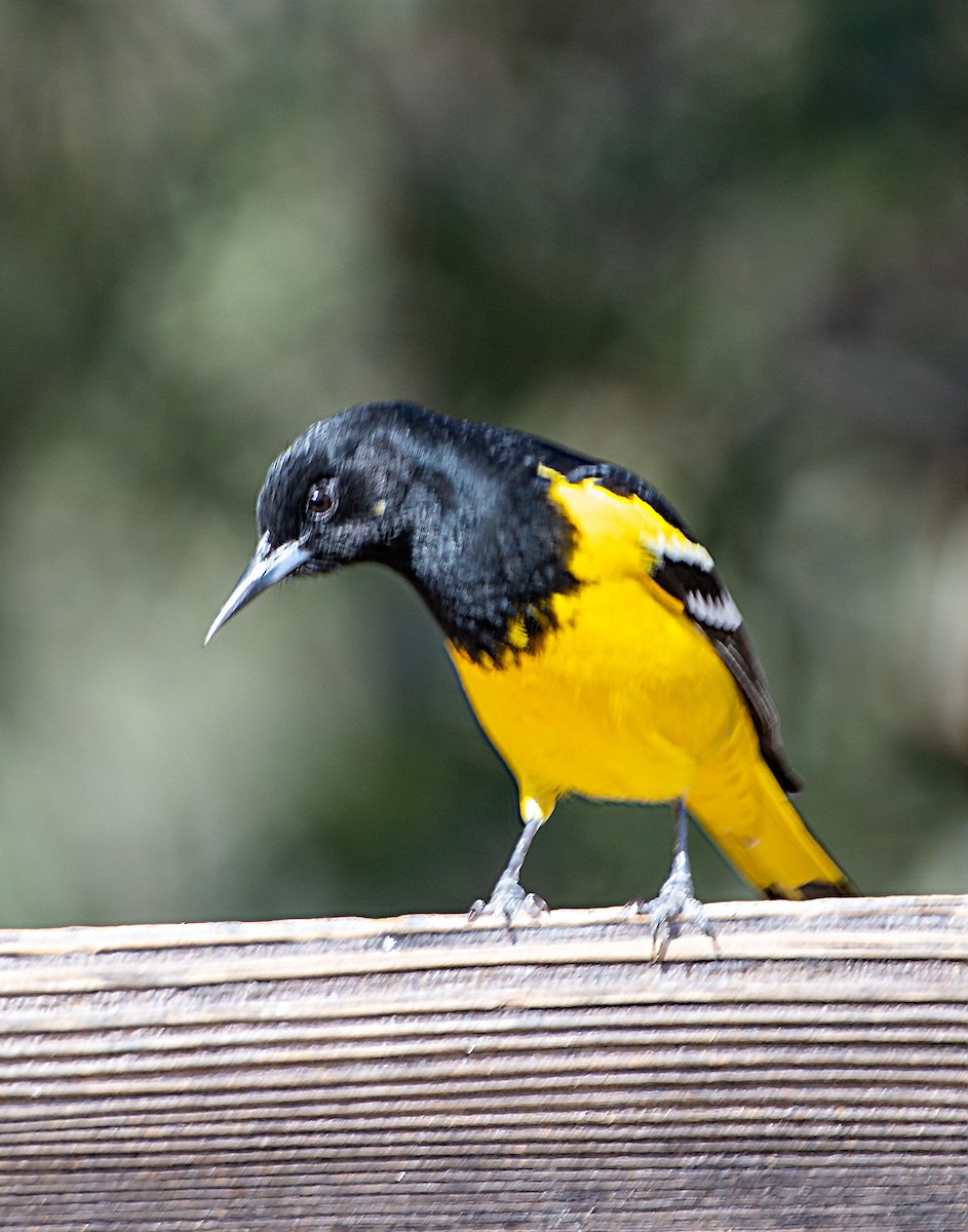 Oriole jaune-verdâtre - ML550331911