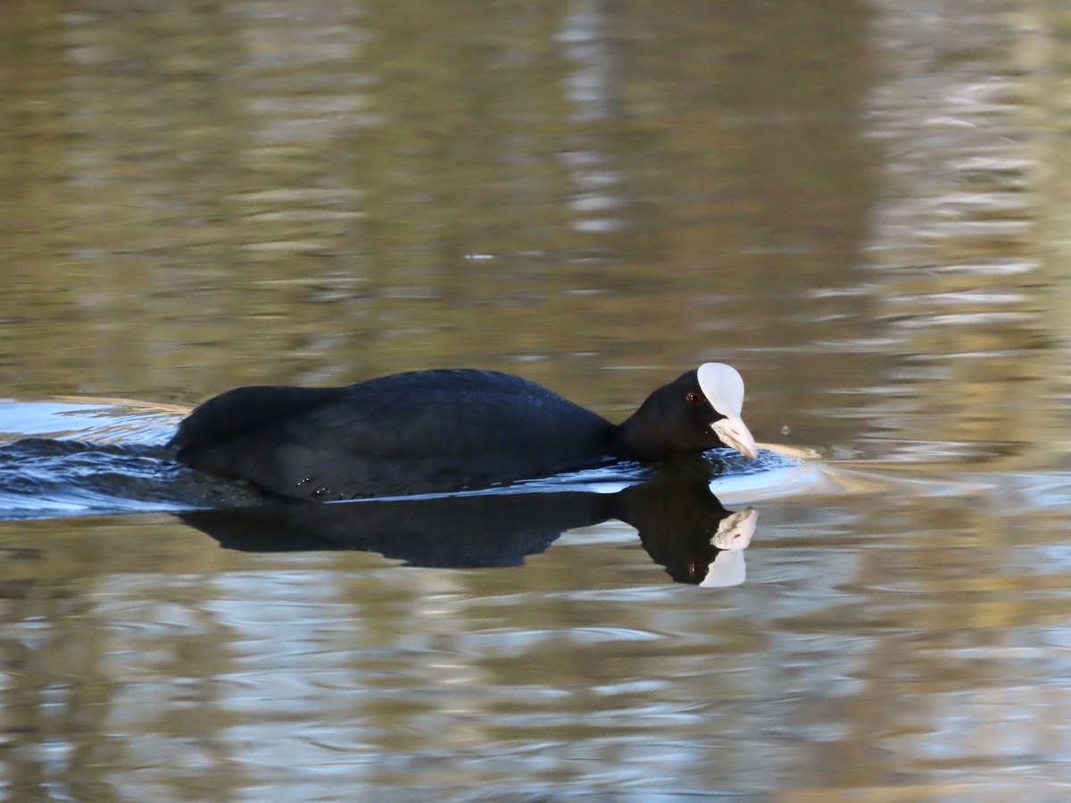 Eurasian Coot - ML550331991