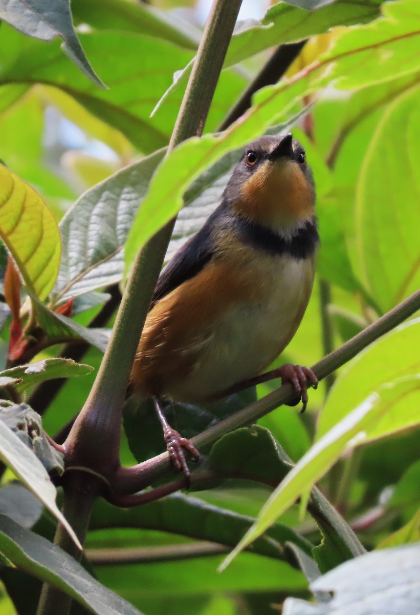 Rwenzori Apalis - Rick Jacobsen