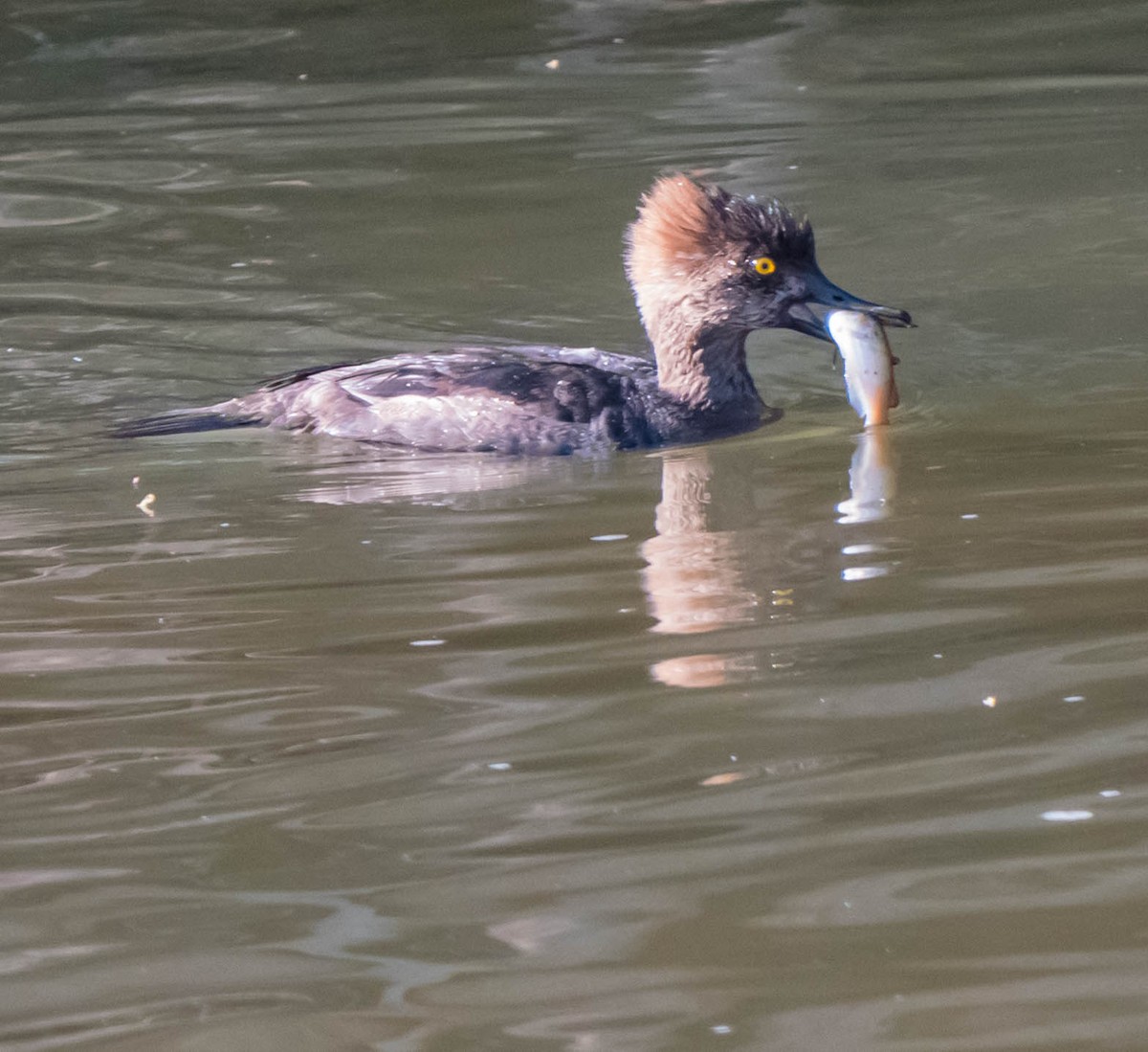 Hooded Merganser - Patrick Murphy