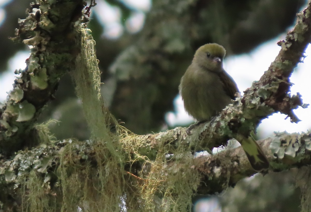 Dwarf Honeyguide - ML550333931