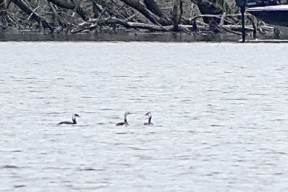 Horned Grebe - ML550334051