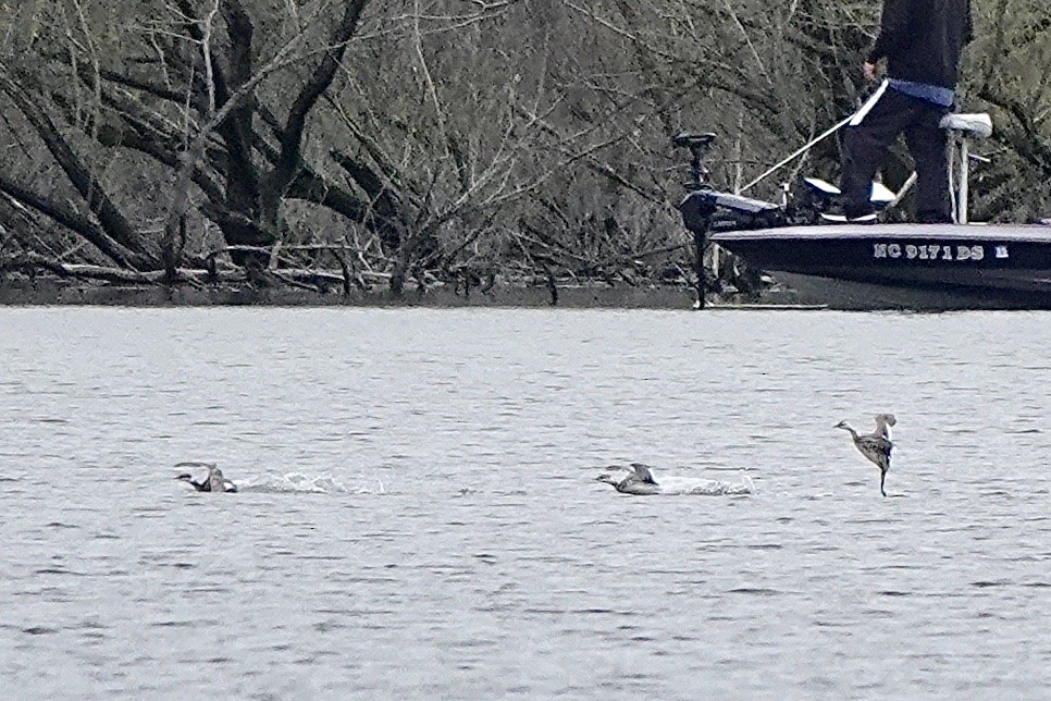 Horned Grebe - ML550334071