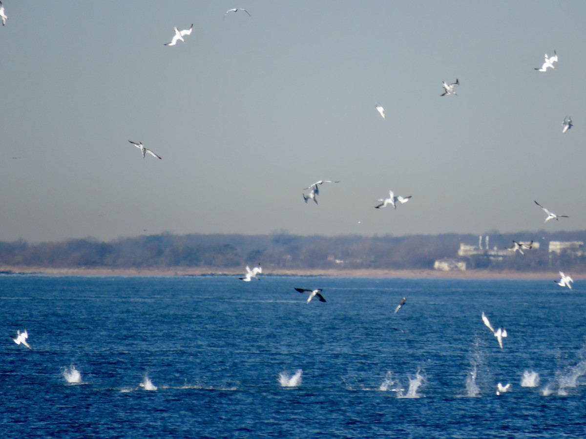 Northern Gannet - ML550335361