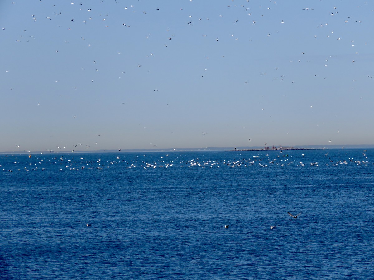 Northern Gannet - ML550335411