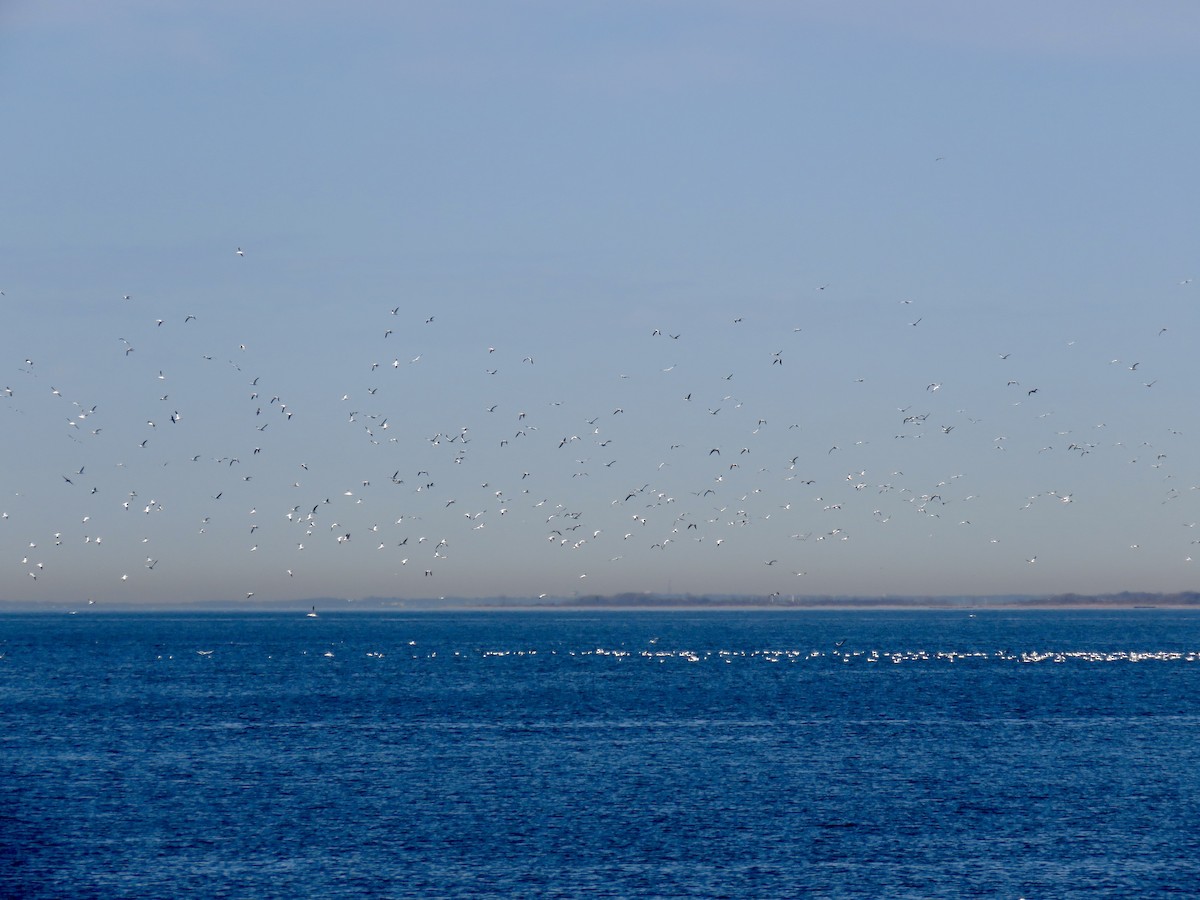 Northern Gannet - ML550335471