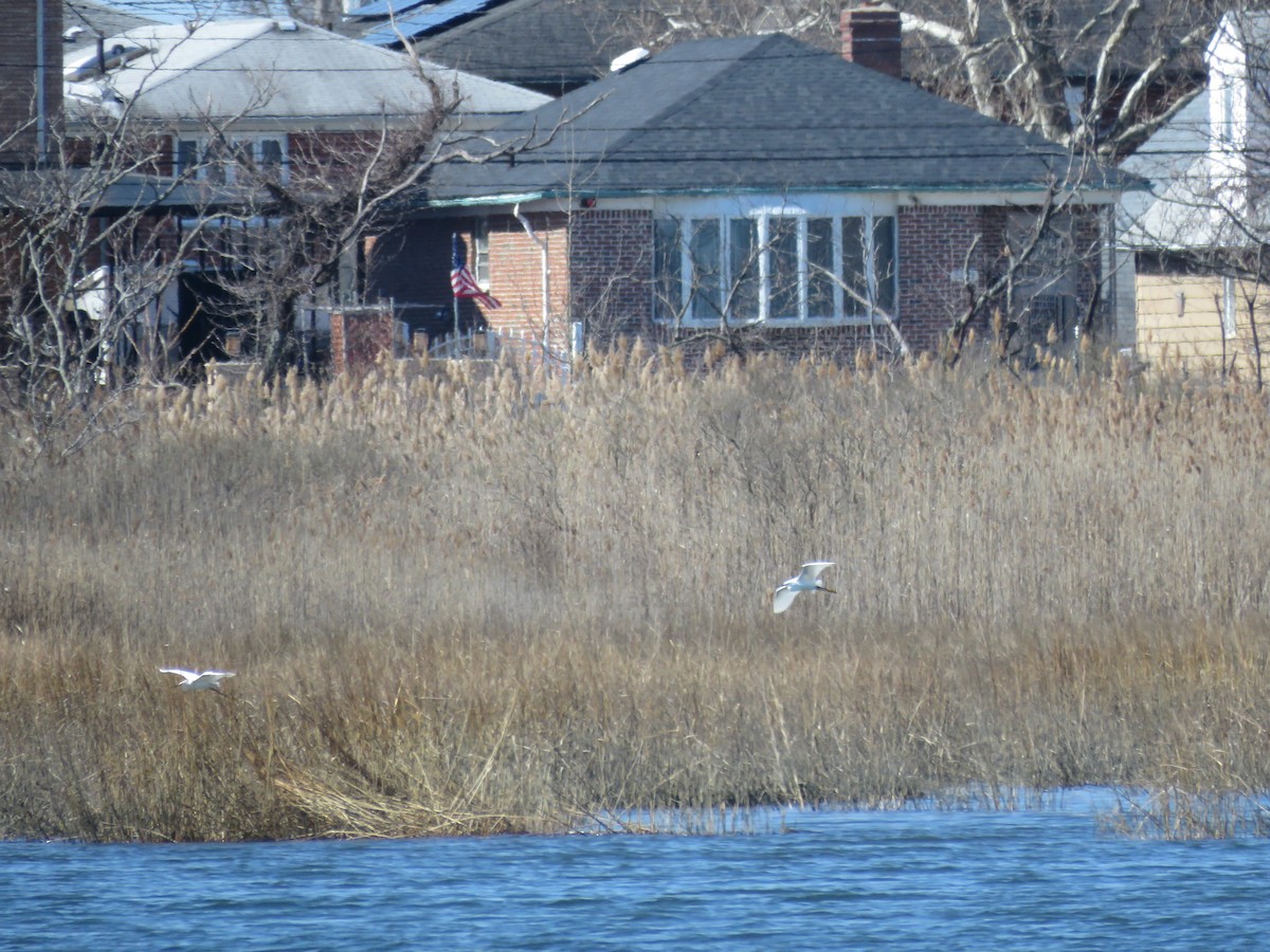 volavka bělostná - ML550335931