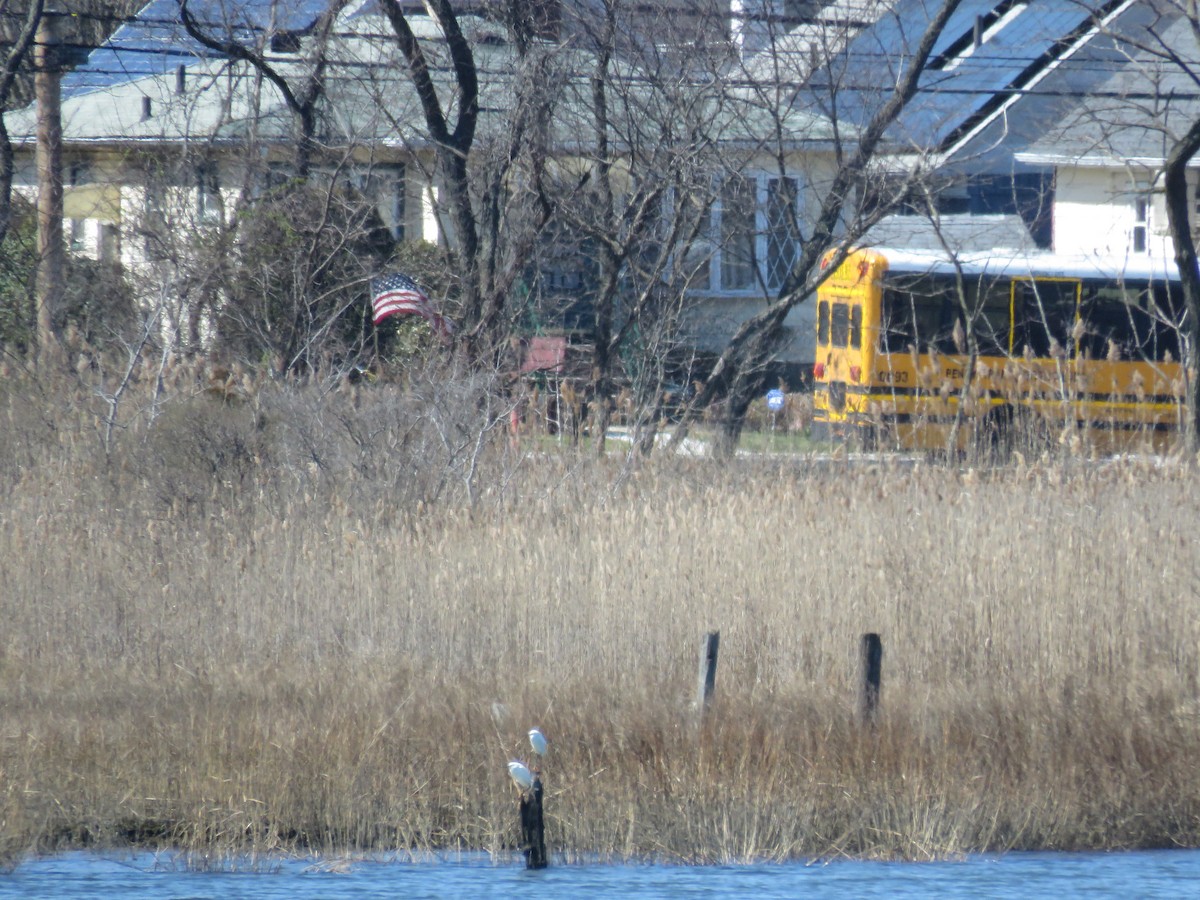 volavka bělostná - ML550335941