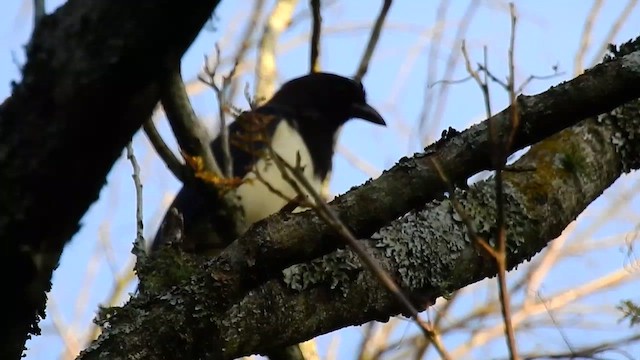 Curl-crested Jay - ML550337021