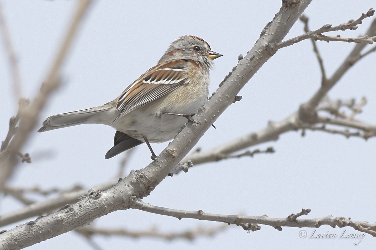 American Tree Sparrow - ML550337421