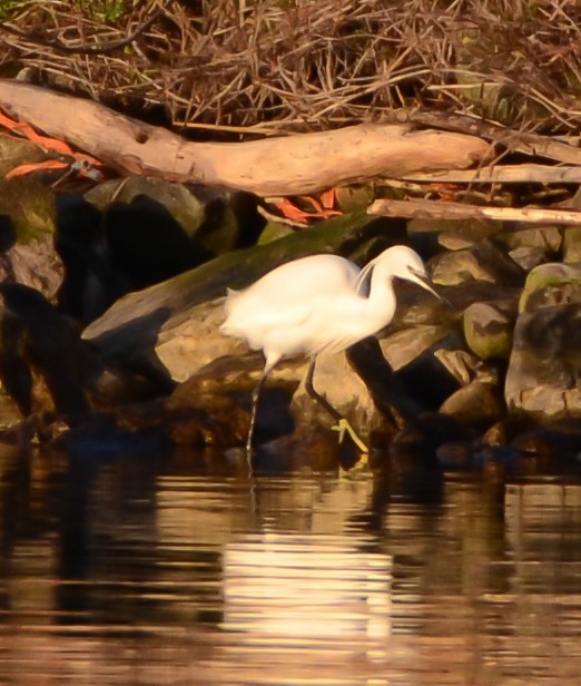 Little Egret - ML550337441